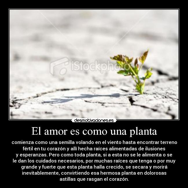 El amor es como una planta - comienza como una semilla volando en el viento hasta encontrar terreno
fértil en tu corazón y allí hecha raíces alimentadas de ilusiones
y esperanzas. Pero como toda planta, si a esta no se le alimenta o se
le dan los cuidados necesarios, por muchas raíces que tenga o por muy
grande y fuerte que esta planta halla crecido, se secara y morirá
inevitablemente, convirtiendo esa hermosa planta en dolorosas
astillas que rasgan el corazón.