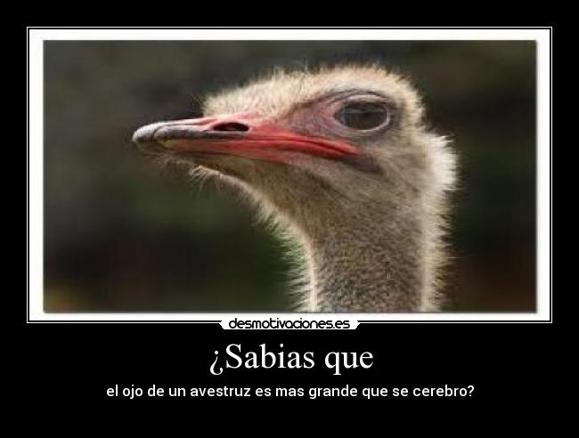 ¿Sabias que - el ojo de un avestruz es mas grande que se cerebro?
