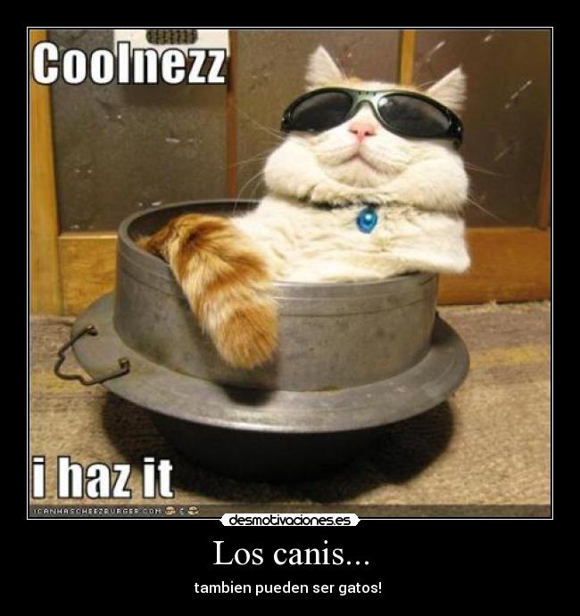 Los canis... - tambien pueden ser gatos!