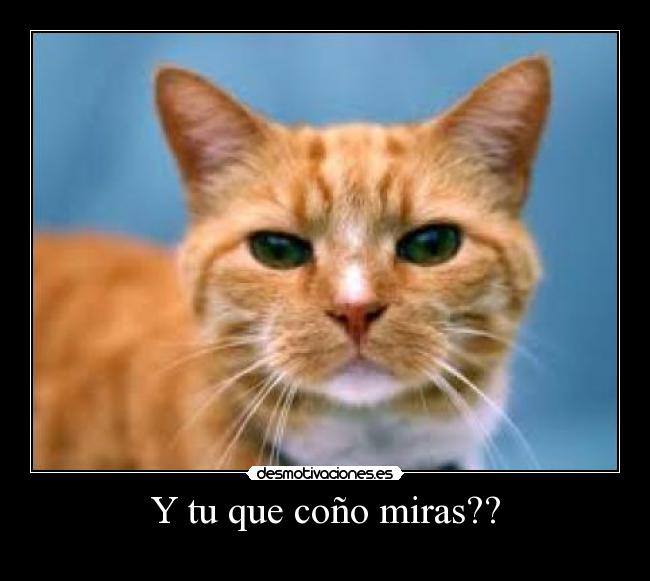 Y tu que coño miras?? - 