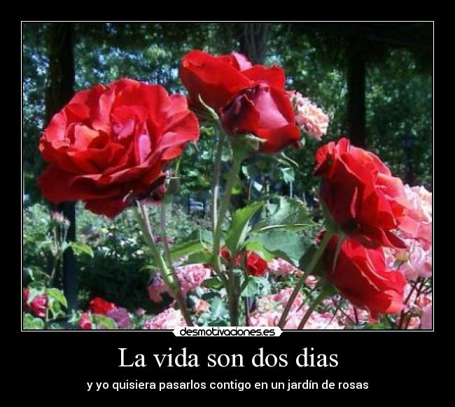 La vida son dos dias -