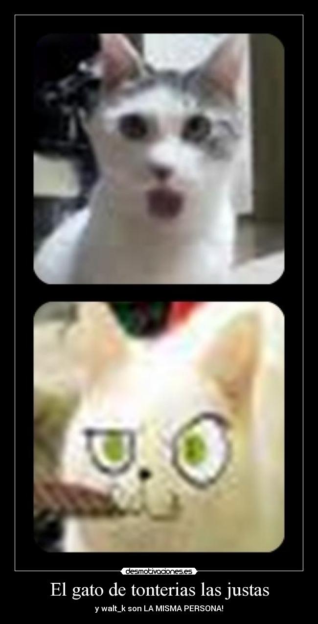 El gato de tonterias las justas - 
