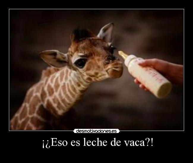 ¡¿Eso es leche de vaca?! - 