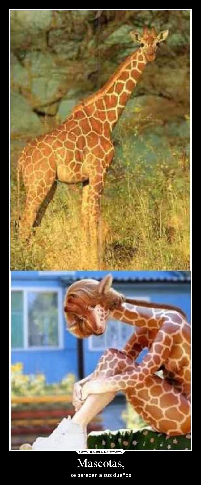 Mascotas, - se parecen a sus dueños