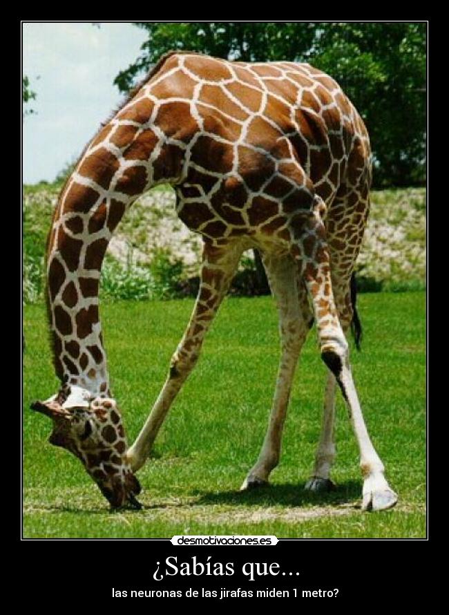 ¿Sabías que... - las neuronas de las jirafas miden 1 metro?