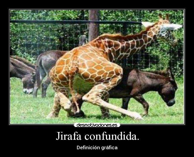 Jirafa confundida. -