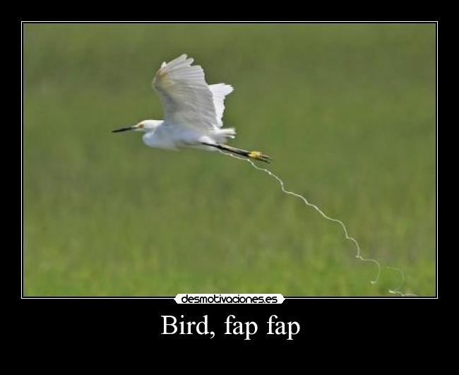 Bird, fap fap -