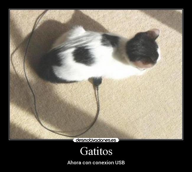 Gatitos - Ahora con conexion USB