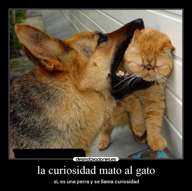 la curiosidad mato al gato - 
