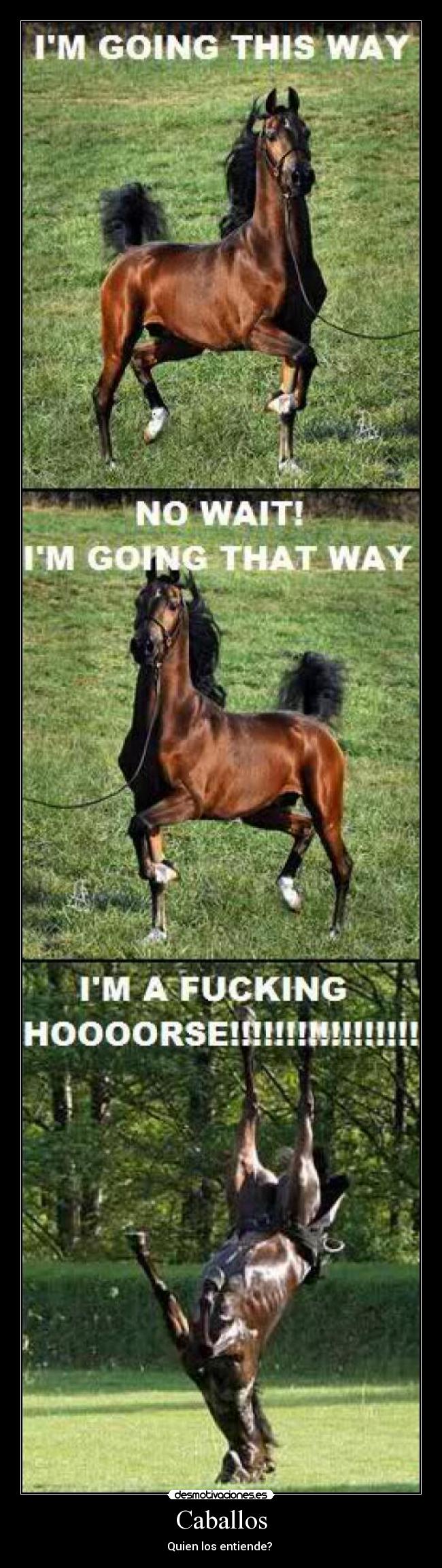 Caballos - Quien los entiende?
