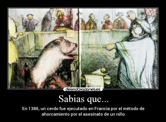 Sabias que... - En 1386, un cerdo fue ejecutado en Francia por el método de
ahorcamiento por el asesinato de un niño