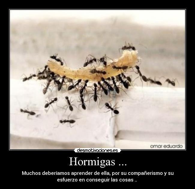 Hormigas ... - Muchos deberíamos aprender de ella, por su compañerismo y su
esfuerzo en conseguir las cosas .. 