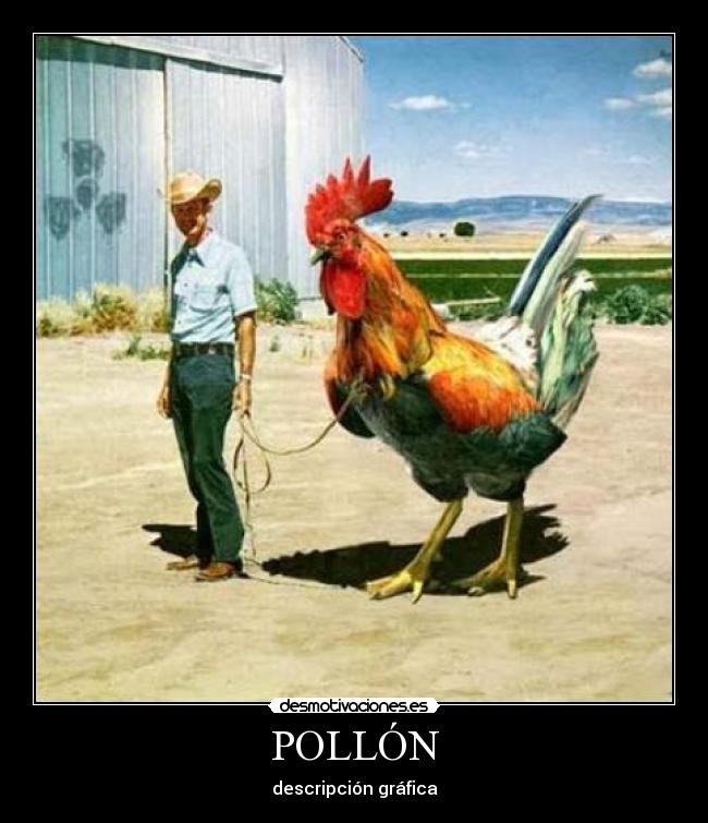 POLLÓN - descripción gráfica