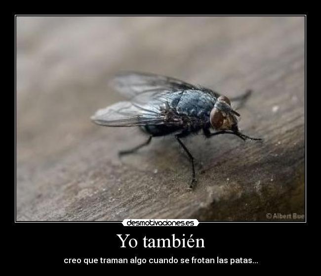 Yo también - creo que traman algo cuando se frotan las patas...