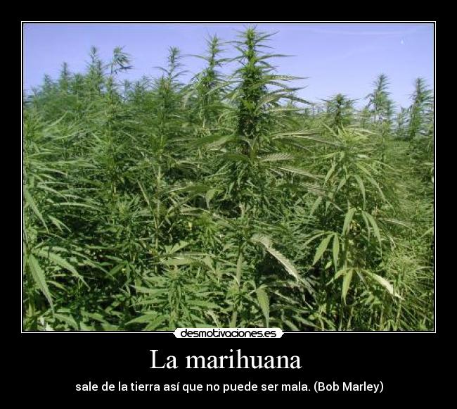 La marihuana - sale de la tierra así que no puede ser mala. (Bob Marley)
