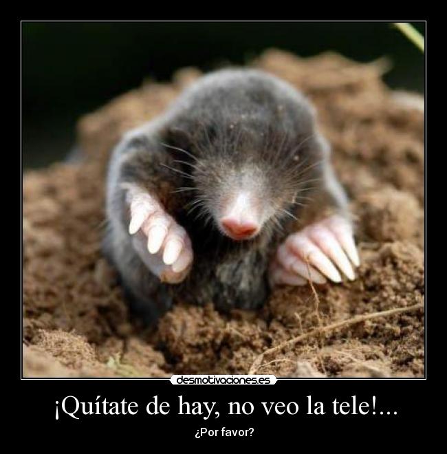 ¡Quítate de hay, no veo la tele!... - 