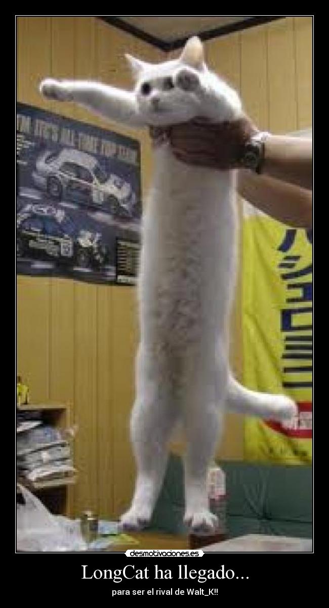 LongCat ha llegado... - para ser el rival de Walt_K!!