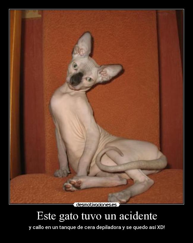 Este gato tuvo un acidente -