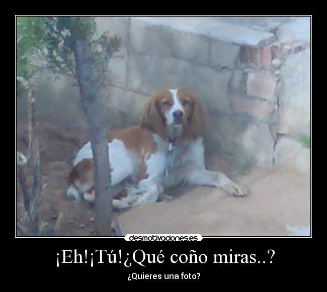 ¡Eh!¡Tú!¿Qué coño miras..? -