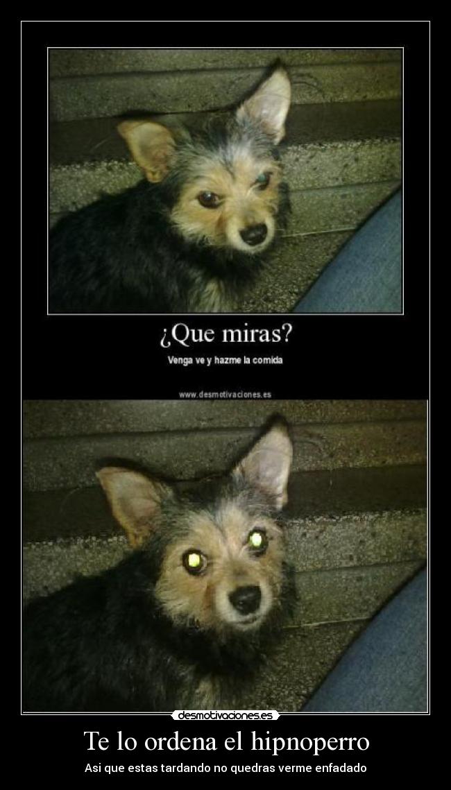 Te lo ordena el hipnoperro - Asi que estas tardando no quedras verme enfadado