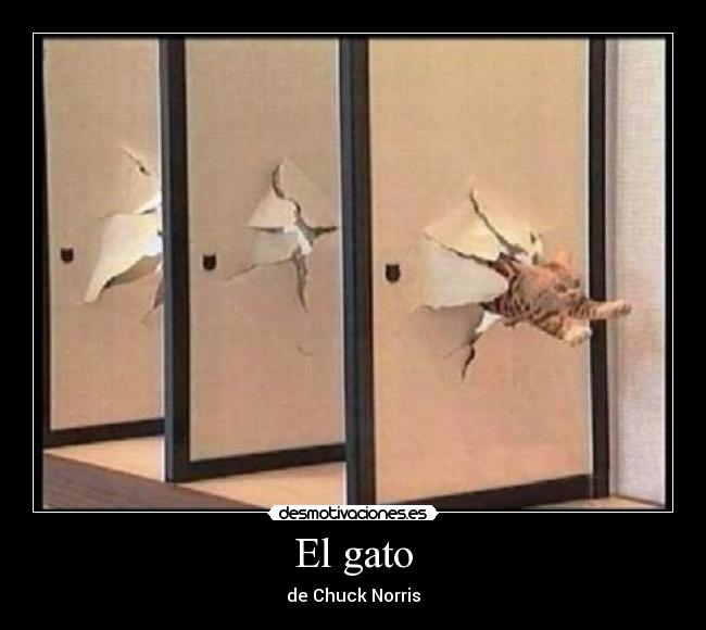 El gato - de Chuck Norris