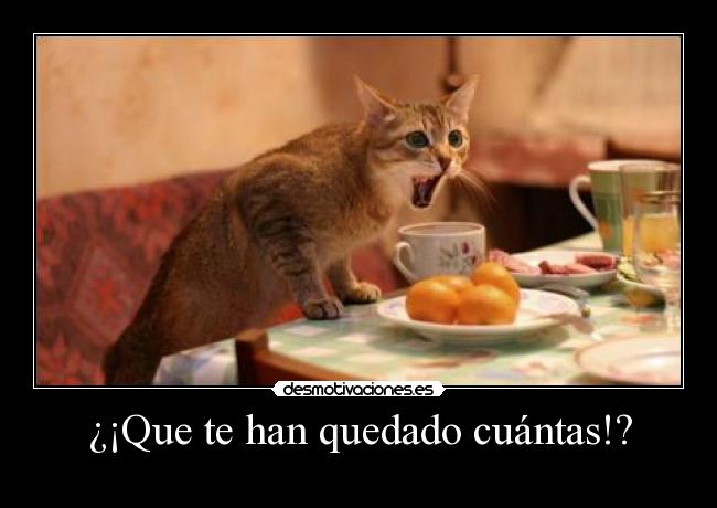 carteles gatos desmotivaciones