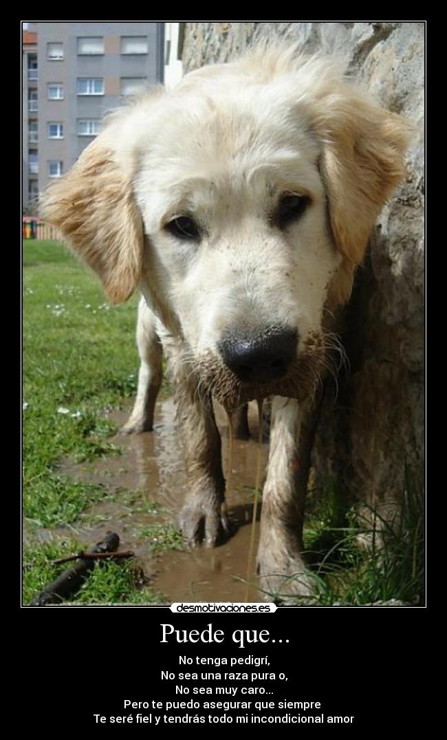 Puede que... - No tenga pedigrí,
No sea una raza pura o,
No sea muy caro...
Pero te puedo asegurar que siempre
Te seré fiel y tendrás todo mi incondicional amor