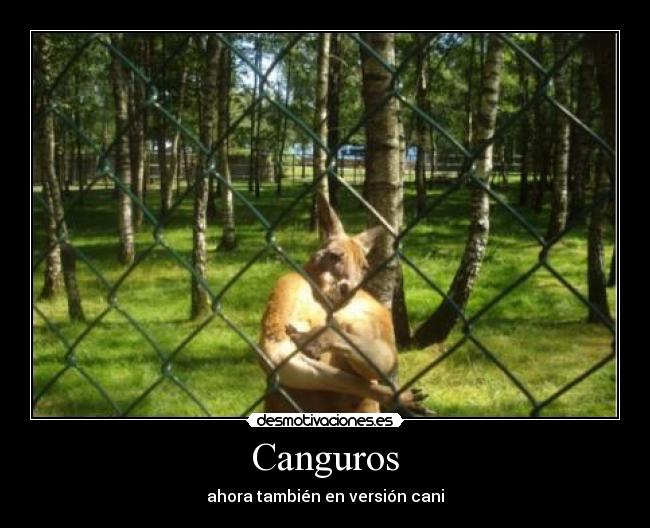 Canguros - ahora también en versión cani