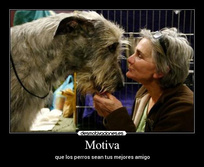 Motiva - que los perros sean tus mejores amigo