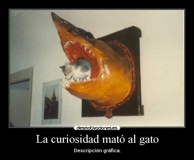 La curiosidad mató al gato - 