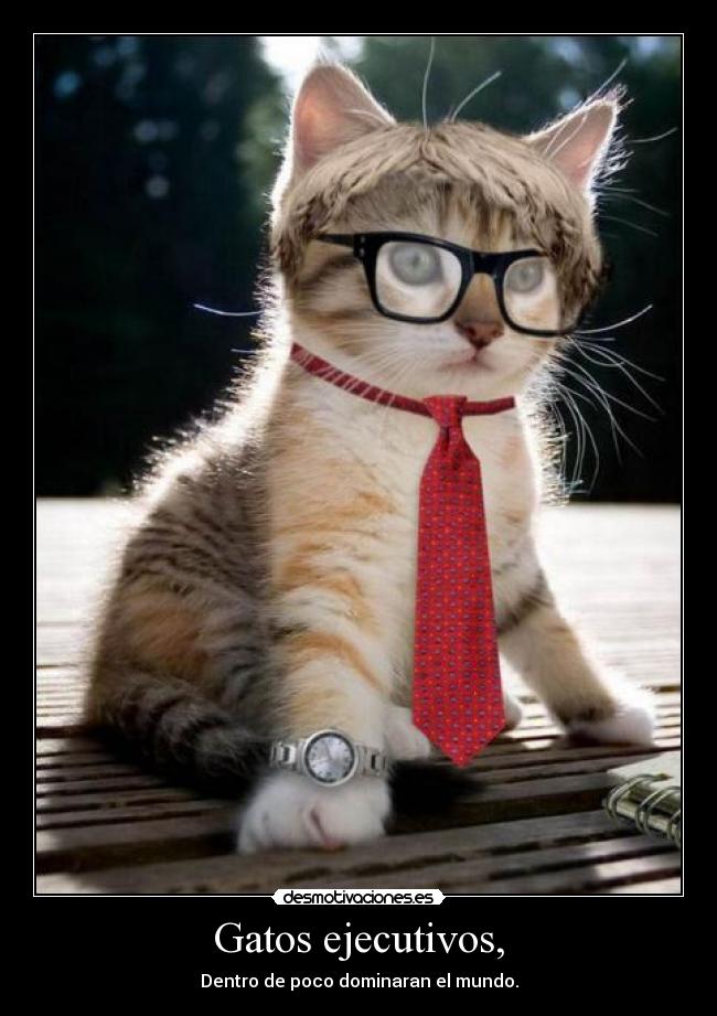 Gatos ejecutivos, -