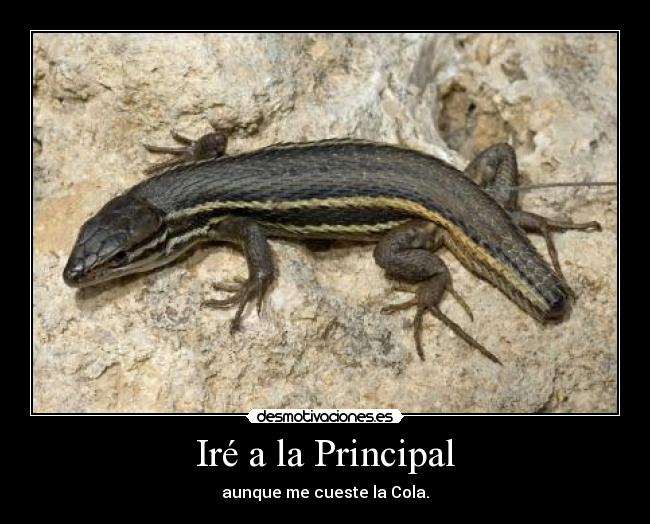 carteles lagartija1 desmotivaciones