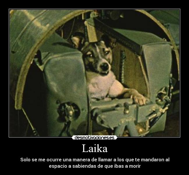Laika -