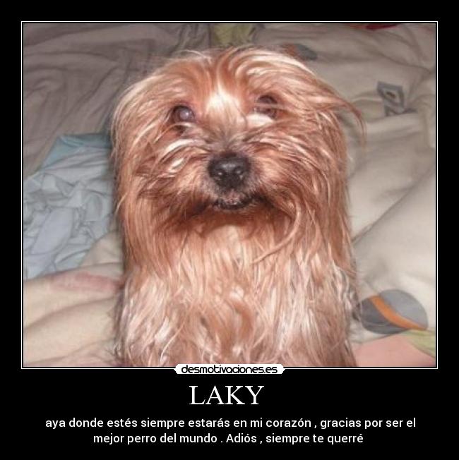 LAKY  - 