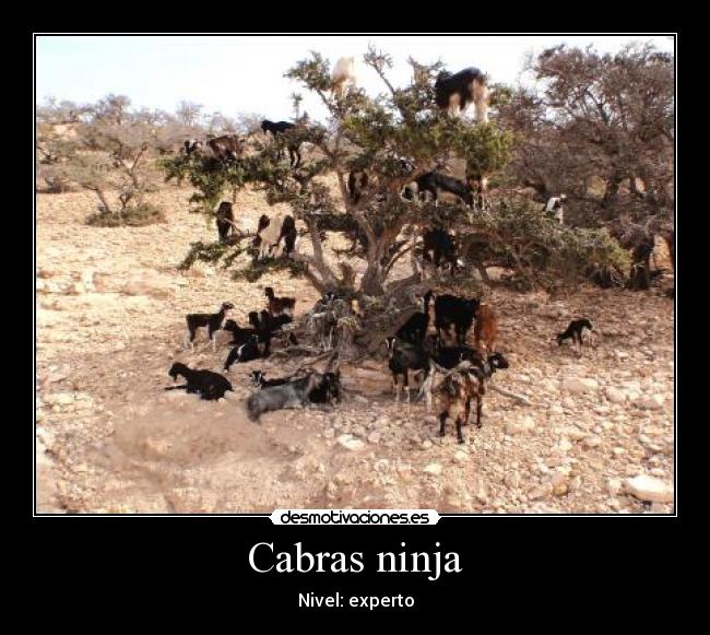 Cabras ninja - Nivel: experto