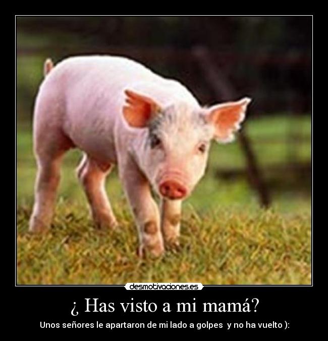 ¿ Has visto a mi mamá? - 