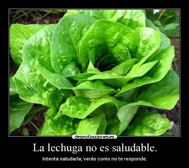 La lechuga no es saludable. - Intenta saludarla; verás como no te responde.