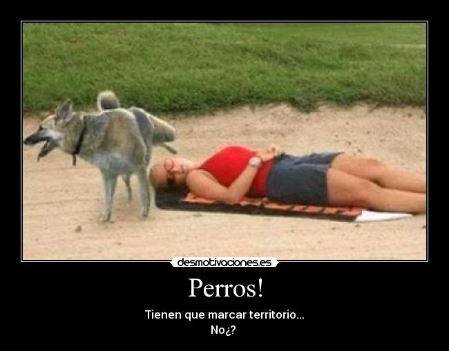 Perros! - 
