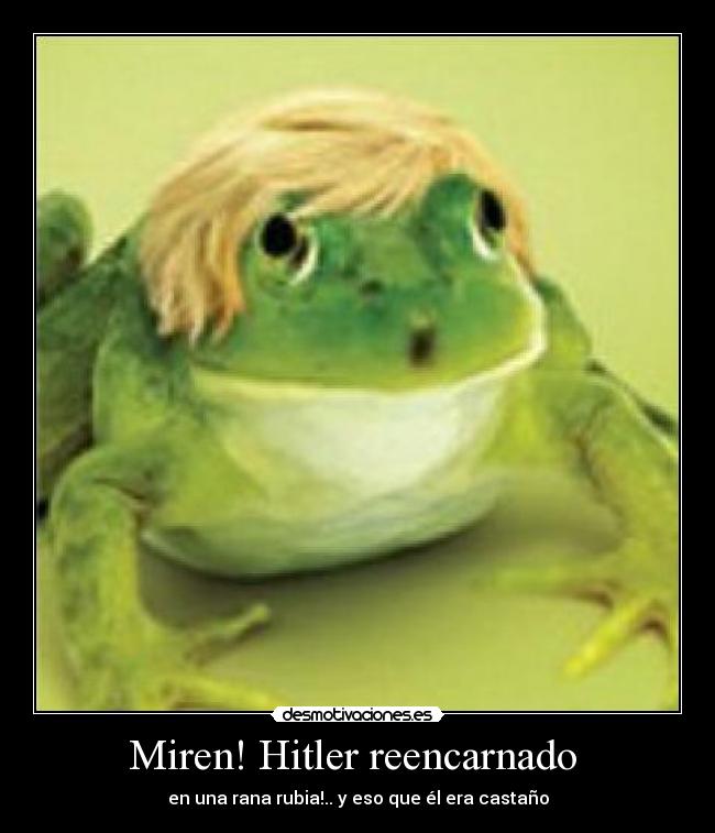 Miren! Hitler reencarnado  - en una rana rubia!.. y eso que él era castaño