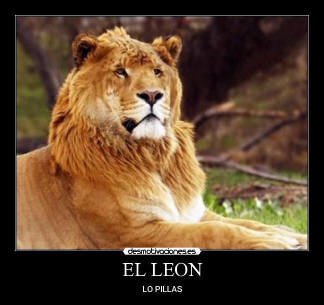 EL LEON -