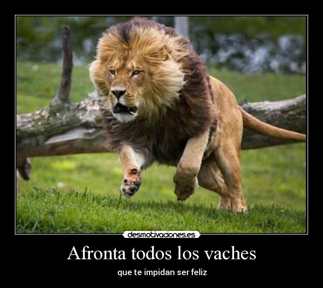 Afronta todos los vaches - que te impidan ser feliz
