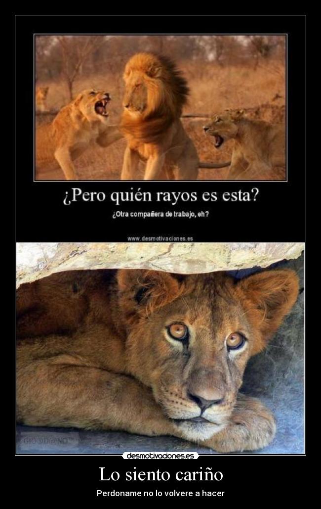 Lo siento cariño - Perdoname no lo volvere a hacer