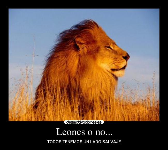 Leones o no... - TODOS TENEMOS UN LADO SALVAJE