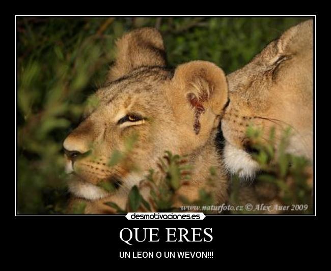 QUE ERES - UN LEON O UN WEVON!!!