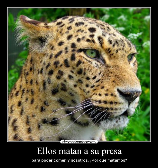 Ellos matan a su presa -