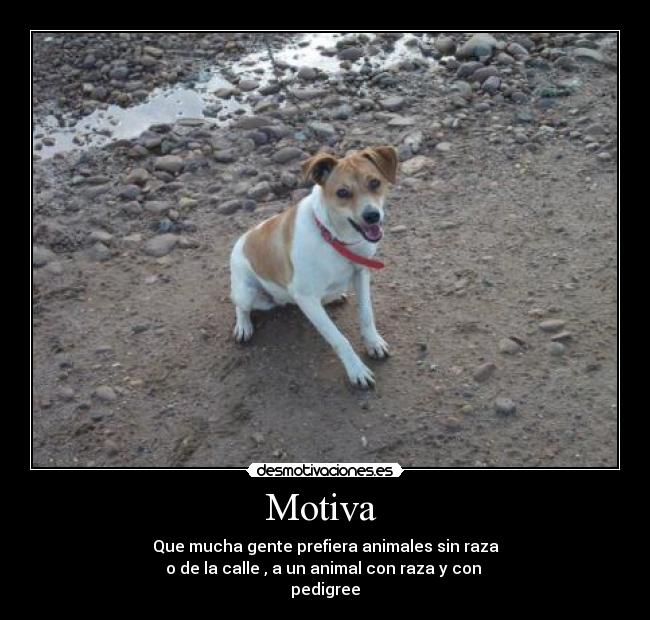 Motiva  - Que mucha gente prefiera animales sin raza
o de la calle , a un animal con raza y con 
pedigree