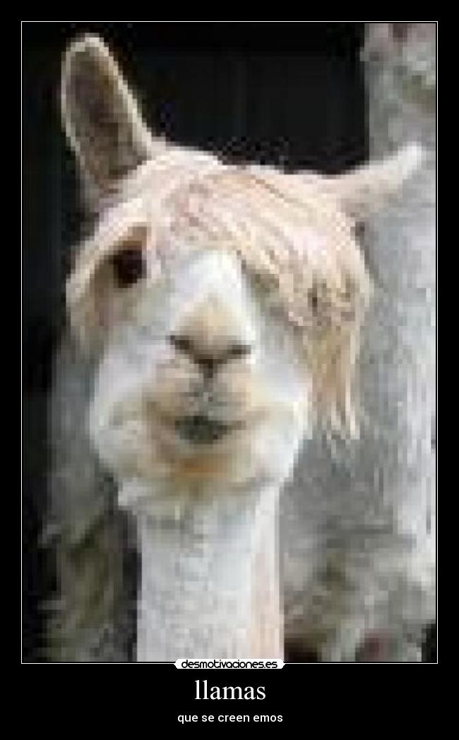 llamas - 