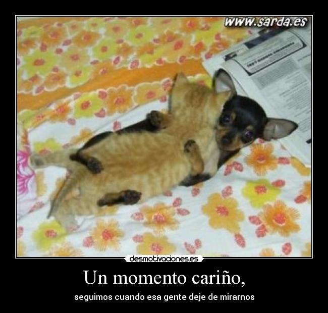 carteles perro desmotivaciones