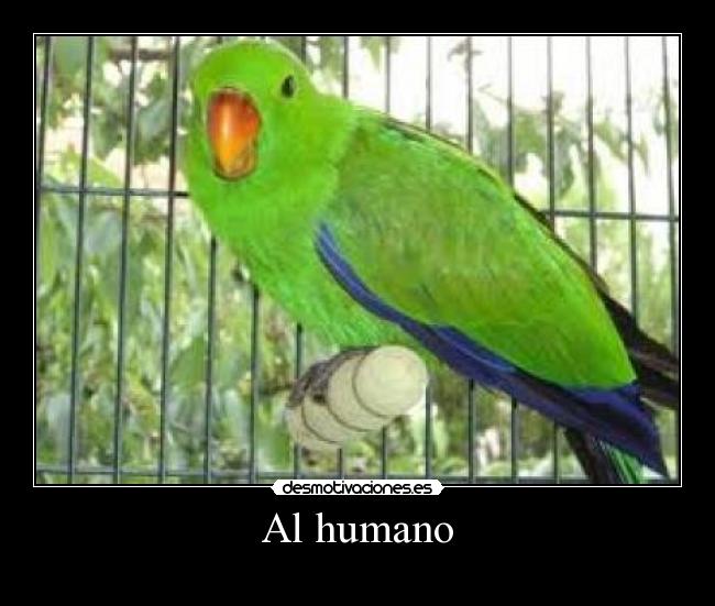 Al humano -