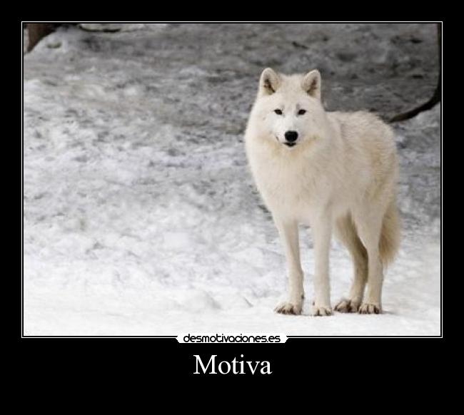 Motiva -